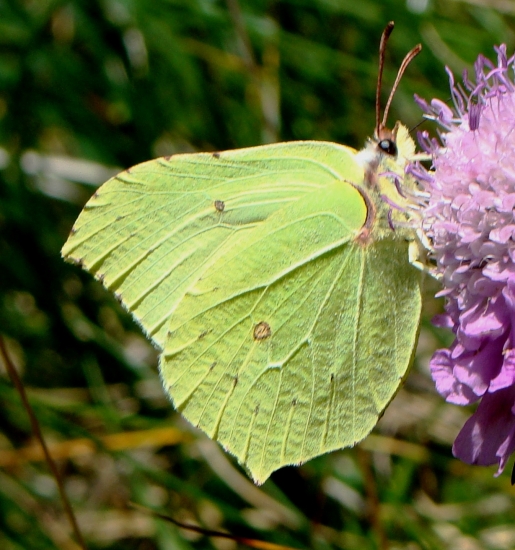 žltáčik rešetliakový
