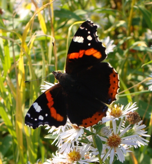 v jesenných lúčoch...