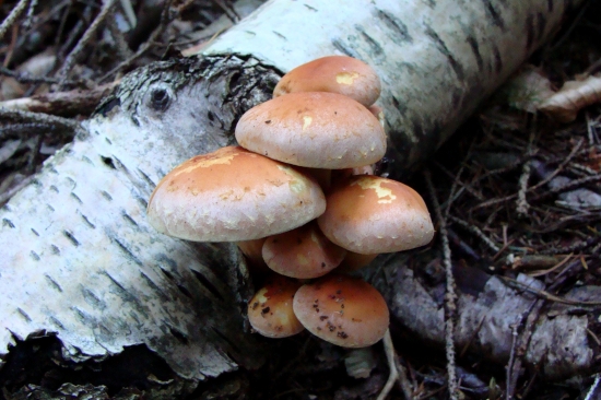 strapcovka tehlovočervená