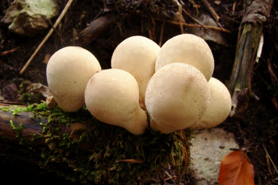prášnica / Lycoperdon sp.