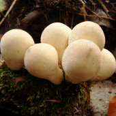 prášnica / Lycoperdon sp.