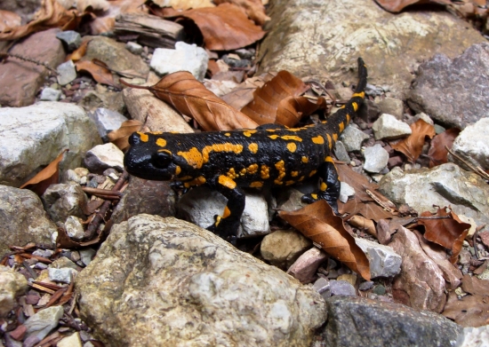 na cestičke jašter malý...