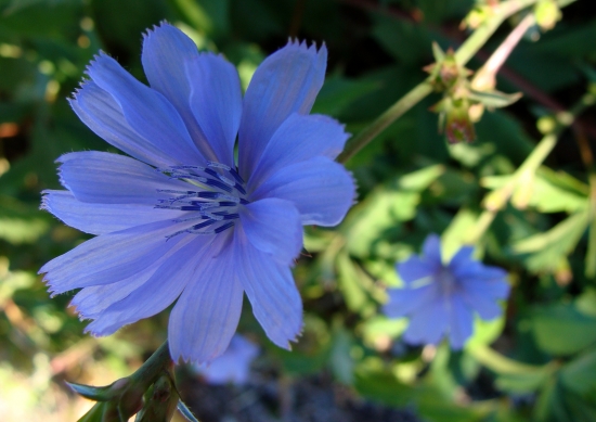 čakanka na jeseň...