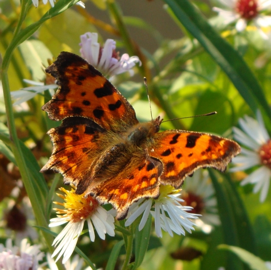 babôčka zubatokrídla