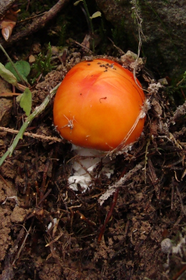 muchotrávka červená