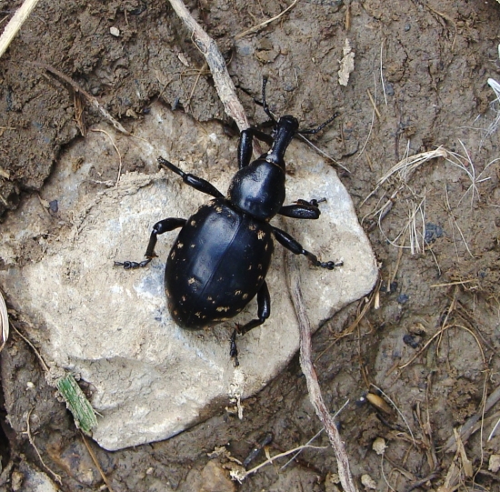 tvrdoň deväťsilový