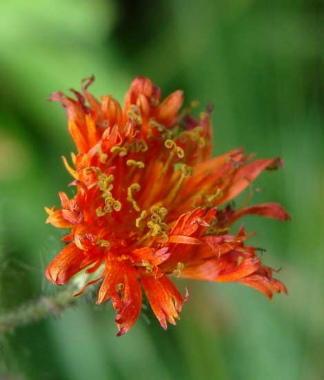 chlpánik oranžový