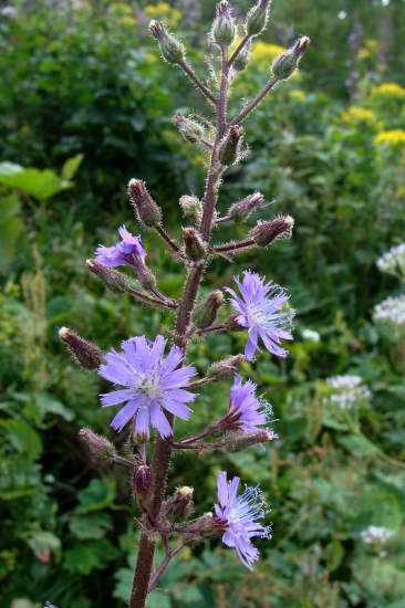 mliečivec alpínsky