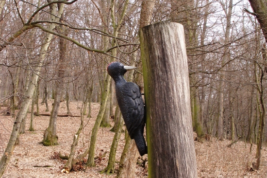 ďateľ z dnešnej prechádzky...