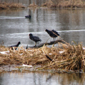 poludňajšia pohoda...