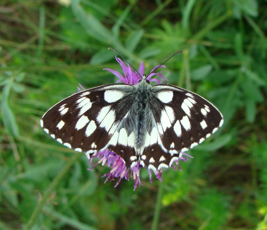 očkáň timotejkový