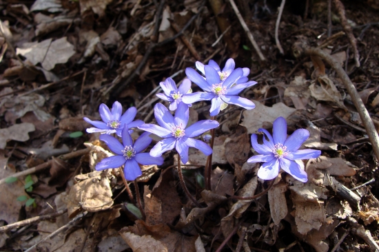 pečeňovník trojlaločný