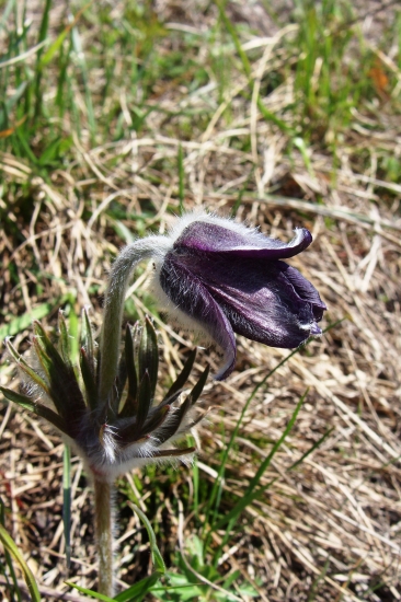 Poniklec lúčny český