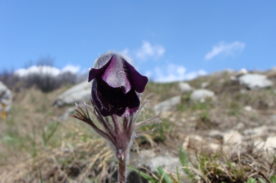 Poniklec lúčny český