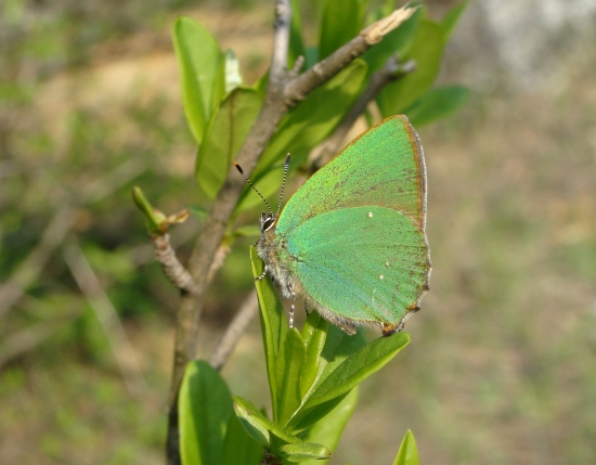 ostrôžkár černicový