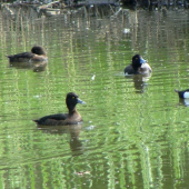 chochlačky vrkočaté