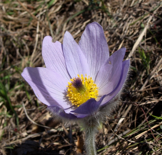 poniklec veľkokvetý