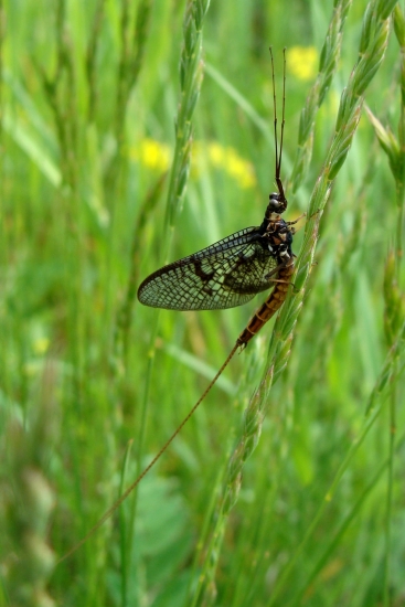 podenka škvrnitokrídla