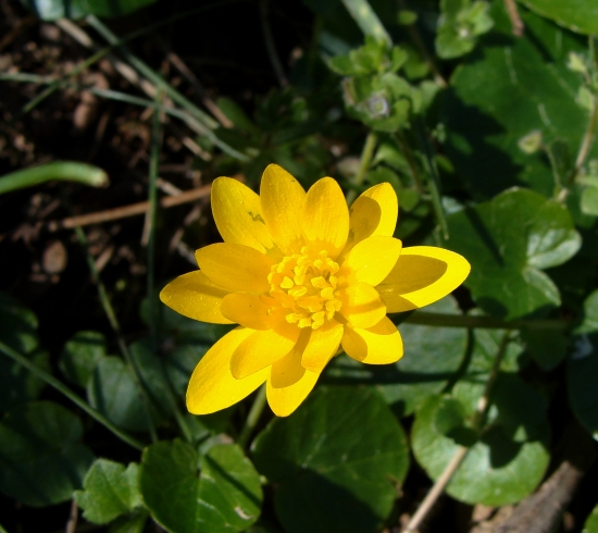 blyskáč cibuľkovitý