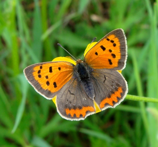 ohniváčik čiernokrídly