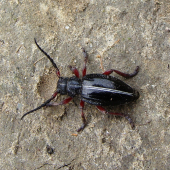 fuzáč piesočný