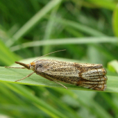 trávovec jarný /Thysanotia chrysonuchella