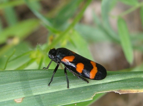 peniarka nížinná /Cercopis sanguinolenta