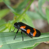 peniarka nížinná /Cercopis sanguinolenta