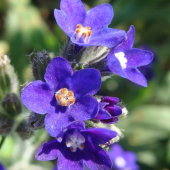 smohla lekárska /Anchusa officinalis L.