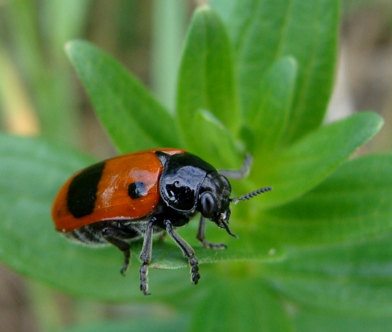 vrbinár hladký /Clytra laeviuscula