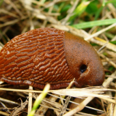 slizniak
