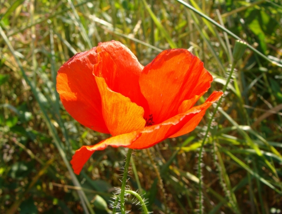 v slnečných lúčoch...