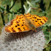 babôčka zubatokrídla /Polygonia c-album