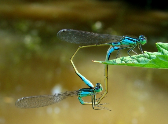 šidielka obyčajné
