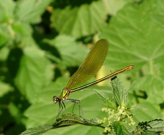 hadovka lesklá /Calopteryx splendens
