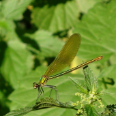 hadovka lesklá /Calopteryx splendens