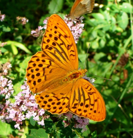 perlovec striebristopásavý /Argynnis paphia