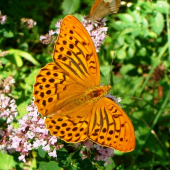 perlovec striebristopásavý /Argynnis paphia
