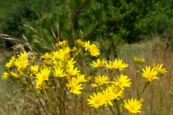 Starček Jakubov /Senecio jacobaea