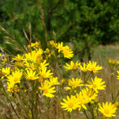 Starček Jakubov /Senecio jacobaea