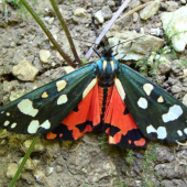 spriadač hluchavkový /Callimorpha dominula