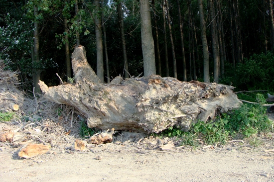 naplavenina ako diviak...