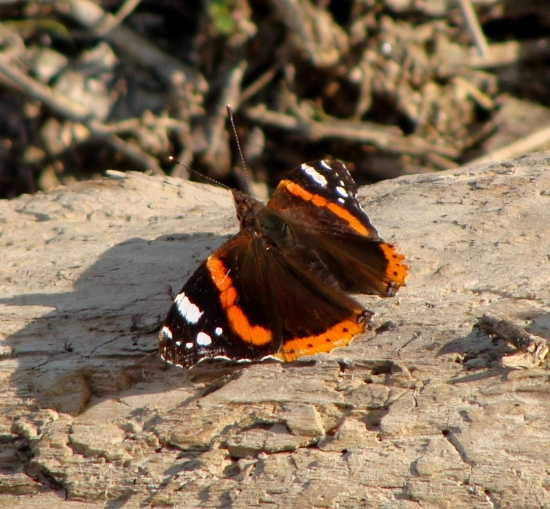 babôčka admirálska