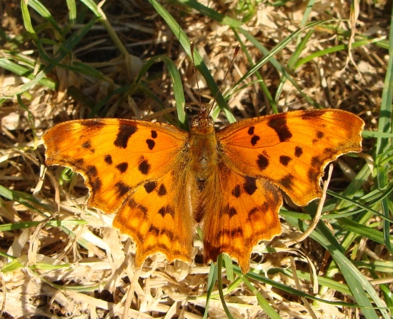 babôčka zubatokrídla