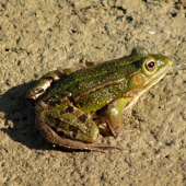 skokan