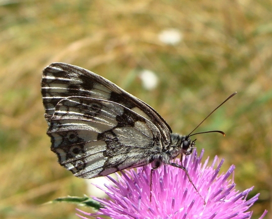 očkáň timotejkový