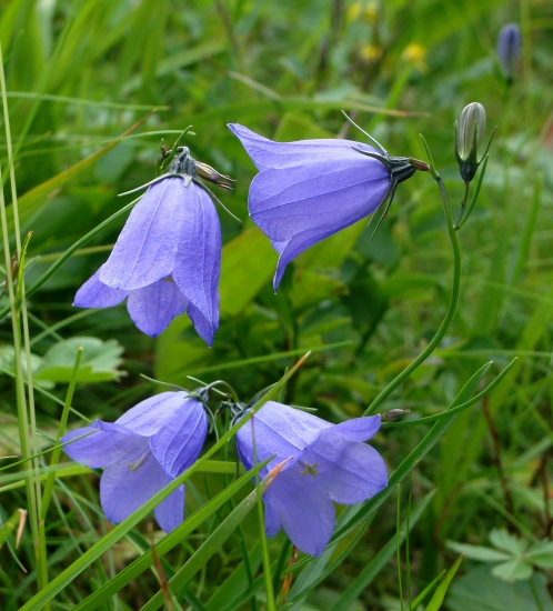 zvončeky v tráve...