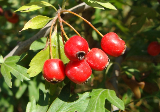 už sa vyfarbujú...