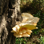 sírovec