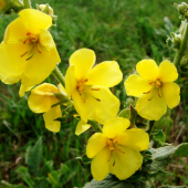divozel